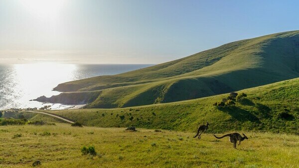 Экскурсия в Хобарте с русским гидом: Круиз на остров-заповедник Бруни