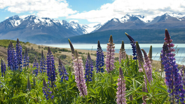 Mt Cook
